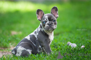Foto №2 zu Ankündigung № 143402 zu verkaufen französische bulldogge - einkaufen Georgien 