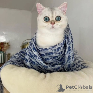 Foto №2 zu Ankündigung № 157685 zu verkaufen britisch kurzhaar - einkaufen Schweden quotient 	ankündigung