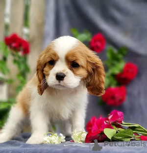 Foto №2 zu Ankündigung № 138837 zu verkaufen border collie - einkaufen USA quotient 	ankündigung, züchter