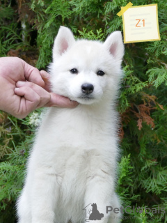 Foto №3. Siberian Husky puppies. Serbien