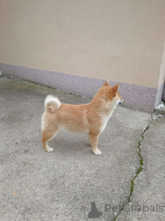 Foto №4. Ich werde verkaufen  in der Stadt Belgrad.  - preis - verhandelt