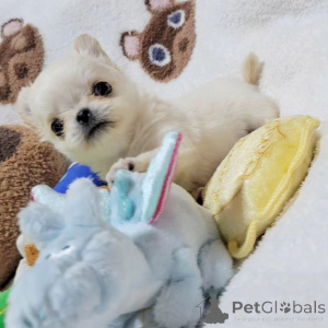 Foto №2 zu Ankündigung № 163961 zu verkaufen yorkshire terrier - einkaufen USA züchter