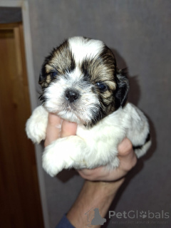Foto №4. Ich werde verkaufen lhasa apso, maltipu, pommersche spitz, pudel (toy), shih tzu in der Stadt Vilnius. quotient 	ankündigung, vom kindergarten, züchter - preis - 750€