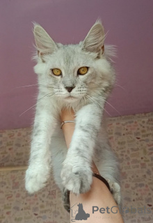 Foto №1. maine-coon-katze - zum Verkauf in der Stadt Roslavl | verhandelt | Ankündigung № 147538