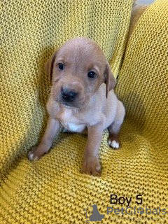 Foto №2 zu Ankündigung № 132092 zu verkaufen  - einkaufen Australien 