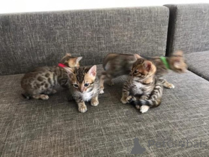 Foto №2 zu Ankündigung № 160769 zu verkaufen bengal katzenrasse - einkaufen Niederlande quotient 	ankündigung, züchter