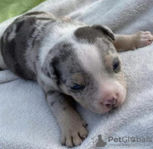 Foto №2 zu Ankündigung № 93078 zu verkaufen american bully - einkaufen Serbien züchter