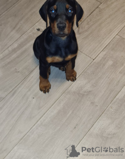 Foto №3. Pedigree Doberman Welpen. Belgien