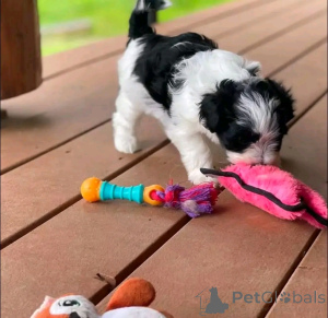 Foto №3. Havanische Welpen verfügbar und bereit für die Rehoming. USA