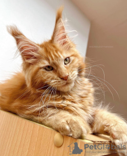 Foto №2 zu Ankündigung № 104569 zu verkaufen maine-coon-katze - einkaufen Deutschland züchter