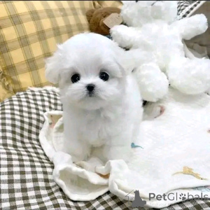 Foto №1. mischlingshund - zum Verkauf in der Stadt Berlin | 1000€ | Ankündigung № 139078