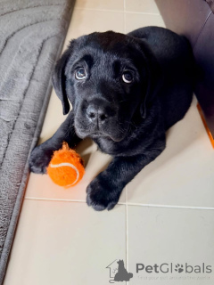 Foto №2 zu Ankündigung № 178092 zu verkaufen labrador retriever - einkaufen Deutschland quotient 	ankündigung