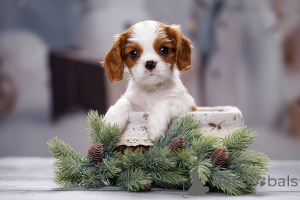 Foto №3. Welpen Kavalierkönig Charles Spaniel. Russische Föderation