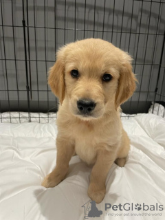 Foto №1. golden retriever - zum Verkauf in der Stadt Berlin | verhandelt | Ankündigung № 115942