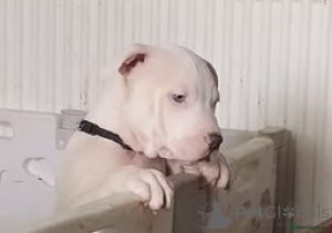 Foto №1.  - zum Verkauf in der Stadt Afghana Kan | verhandelt | Ankündigung № 152701