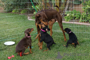 Foto №2 zu Ankündigung № 136528 zu verkaufen dobermann - einkaufen Schweiz quotient 	ankündigung