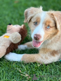 Foto №2 zu Ankündigung № 123110 zu verkaufen australian shepherd - einkaufen Australien züchter