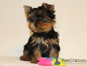 Zusätzliche Fotos: Yorkshire Terrier Welpen zu verkaufen