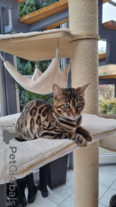 Foto №2 zu Ankündigung № 125253 zu verkaufen bengal katzenrasse - einkaufen Großbritannien züchter