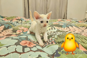 Foto №3. Liebling Devons. Deutschland