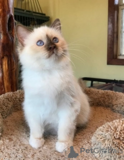 Foto №1. birma-katze - zum Verkauf in der Stadt Keimung | Frei | Ankündigung № 146141