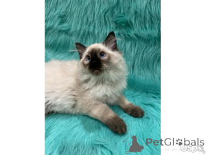 Foto №2 zu Ankündigung № 143165 zu verkaufen maine-coon-katze - einkaufen USA quotient 	ankündigung