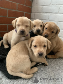 Foto №2 zu Ankündigung № 123469 zu verkaufen labrador retriever - einkaufen Finnland quotient 	ankündigung, züchter