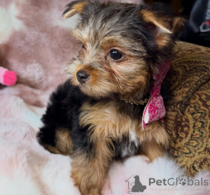 Foto №3. Reinrassige Yorkshire-Terrier-Welpen, kompakte Begleiter mit großen Herzen. Deutschland