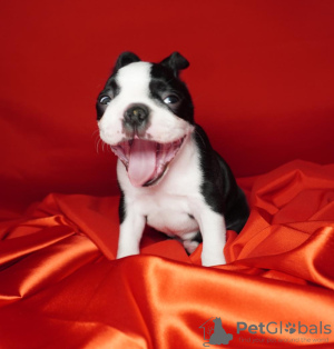 Foto №3. Boston-Terrier-Welpen. Serbien