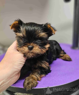 Foto №2 zu Ankündigung № 137953 zu verkaufen yorkshire terrier - einkaufen Deutschland züchter