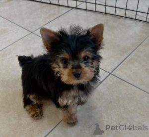 Foto №3. Kleiner Körper, königlicher Geist.. Finnland