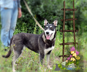 Foto №2 zu Ankündigung № 24669 zu verkaufen mischlingshund - einkaufen Russische Föderation quotient 	ankündigung