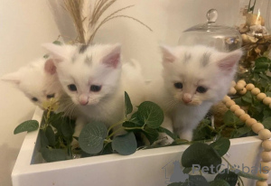 Foto №1. türkisch angora - zum Verkauf in der Stadt Herzogenauras | 350€ | Ankündigung № 169559