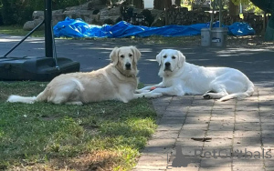 Foto №3. Golden Retriever Welpe auf der Suche nach einem neuen Zuhause. USA