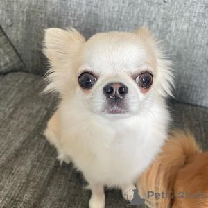 Foto №1. chihuahua - zum Verkauf in der Stadt Karvia | verhandelt | Ankündigung № 166482