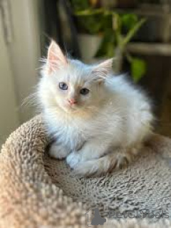 Foto №3. Siamesische Kätzchen zum Verkauf. Niederlande