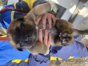 Foto №4. Ich werde verkaufen mischlingshund in der Stadt Ryazan. quotient 	ankündigung - preis - 95€