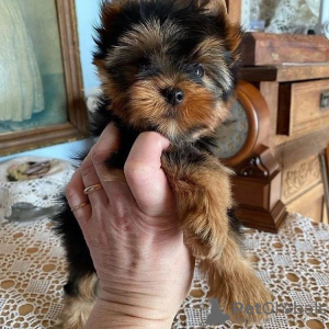 Foto №2 zu Ankündigung № 133369 zu verkaufen yorkshire terrier - einkaufen Deutschland quotient 	ankündigung