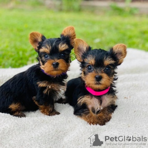 Foto №1. yorkshire terrier - zum Verkauf in der Stadt Амстердам | verhandelt | Ankündigung № 108247