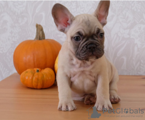 Foto №1. französische bulldogge - zum Verkauf in der Stadt Дрезден | 300€ | Ankündigung № 108113