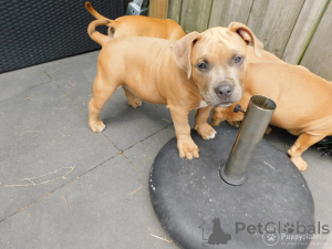 Foto №4. Ich werde verkaufen american bulldog in der Stadt Deerlijk. quotient 	ankündigung, züchter - preis - 850€