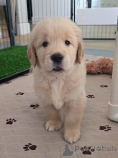 Foto №2 zu Ankündigung № 174965 zu verkaufen golden retriever - einkaufen Deutschland quotient 	ankündigung