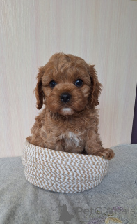 Foto №1. kavapu - zum Verkauf in der Stadt Minsk | Frei | Ankündigung № 156622