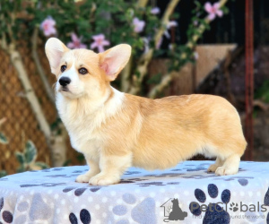 Foto №3. Welsh Corgi Pembroke Welpen zu verkaufen. Serbien