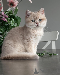 Foto №2 zu Ankündigung № 159474 zu verkaufen chinchilla-katze - einkaufen Deutschland züchter