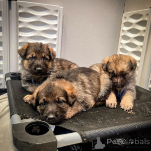 Foto №1. deutscher schäferhund - zum Verkauf in der Stadt Weiswampach | verhandelt | Ankündigung № 168242