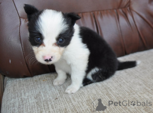 Foto №4. Ich werde verkaufen border collie in der Stadt Šabac. quotient 	ankündigung - preis - verhandelt