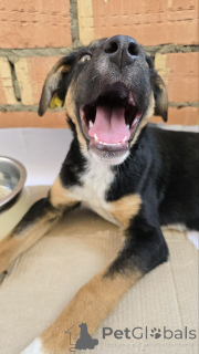 Foto №4. Ich werde verkaufen mischlingshund in der Stadt Москва. quotient 	ankündigung - preis - Frei