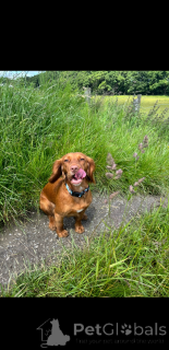 Foto №4. Ich werde verkaufen english cocker spaniel in der Stadt Coovol.  - preis - 339€