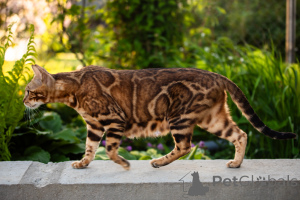 Foto №4. Ich werde verkaufen bengal katzenrasse in der Stadt Minsk. vom kindergarten, züchter - preis - 156€